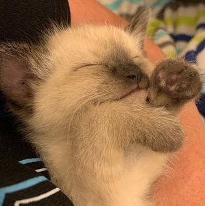 Meet your Posher, Kacey